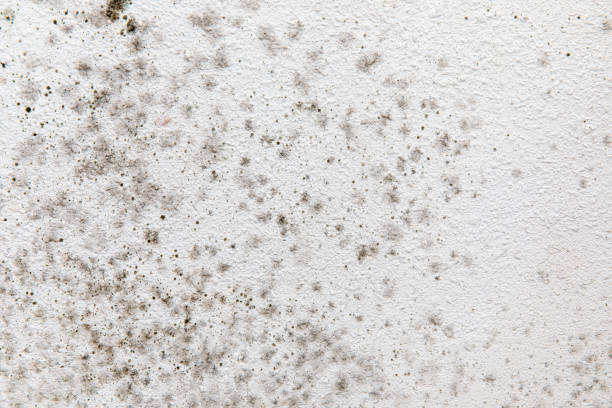 Best Dehumidification Services  in Regency At Monroe, NJ